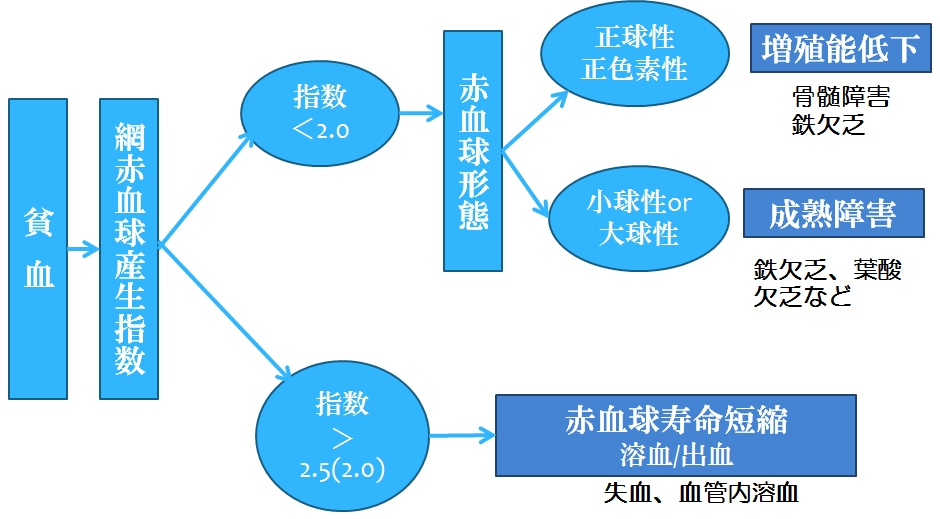 RPI(Reticulocyte Production IndexjvZ܂傤B